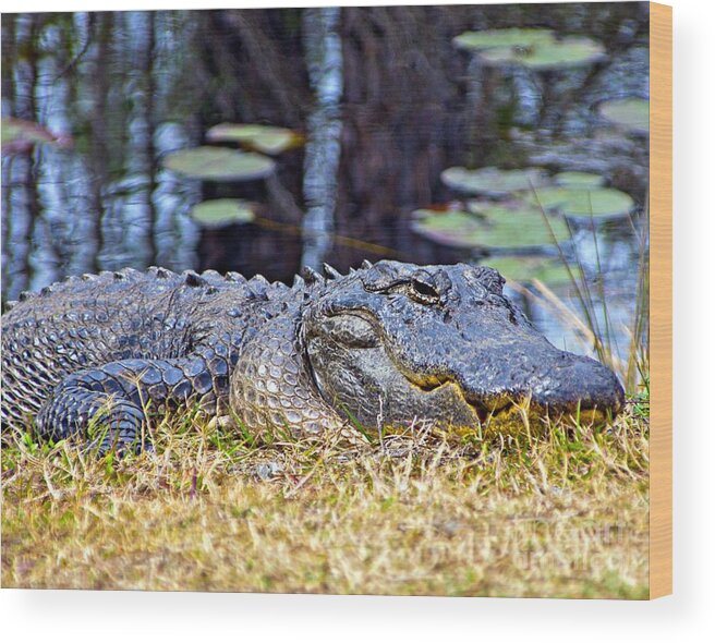 Alligator Wood Print featuring the photograph Basking Gator by Southern Photo