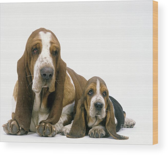 Basset Hound Wood Print featuring the photograph Basset Hound Dogs by Jean-Michel Labat