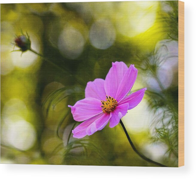 Cosmos Wood Print featuring the photograph Beautiful Evening Pink Cosmos Wildflower by Tracie Schiebel