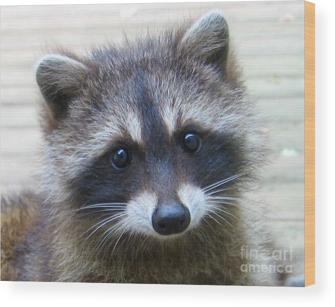 Raccoon Wood Print featuring the photograph Becky.s Baby by Patricia Januszkiewicz