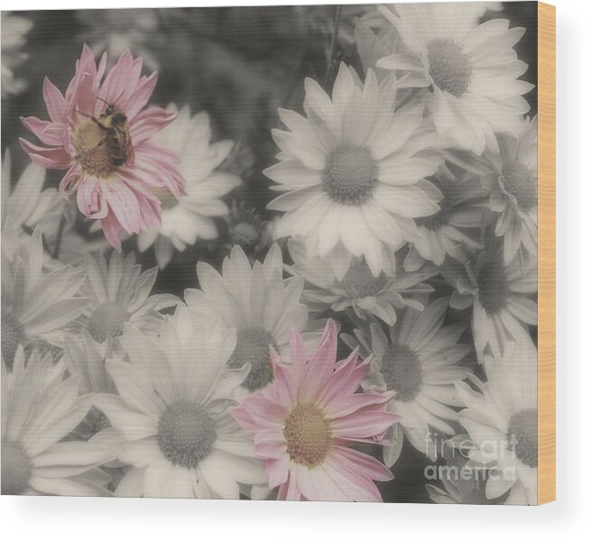 Flowers Wood Print featuring the photograph Bee And Daisies In Partial Color by Smilin Eyes Treasures