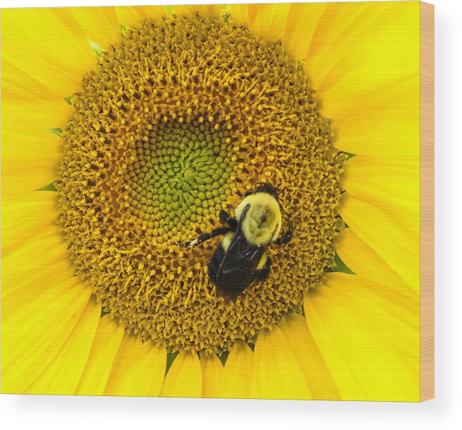 Yellow Wood Print featuring the photograph Bee on Sunflower by Photographic Arts And Design Studio