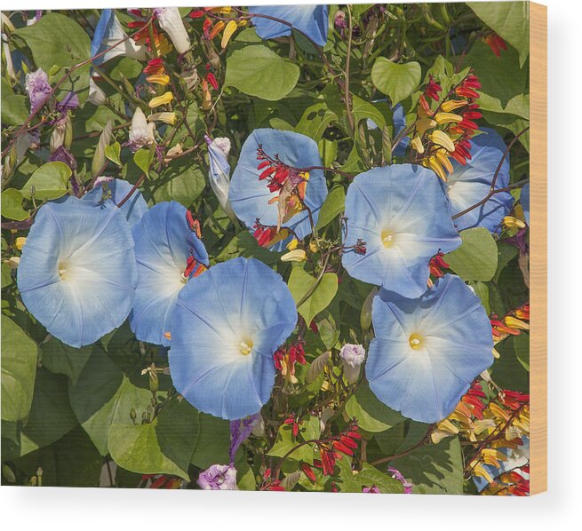 Scenic Wood Print featuring the photograph Bhubing Palace Gardens Morning Glory DTHCM0433 by Gerry Gantt