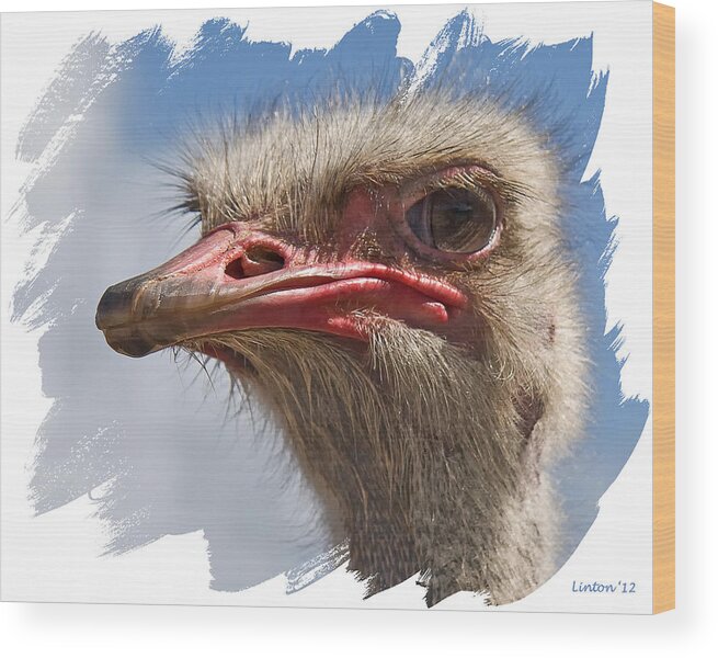 Ostrich Wood Print featuring the photograph Big Bird 2 by Larry Linton