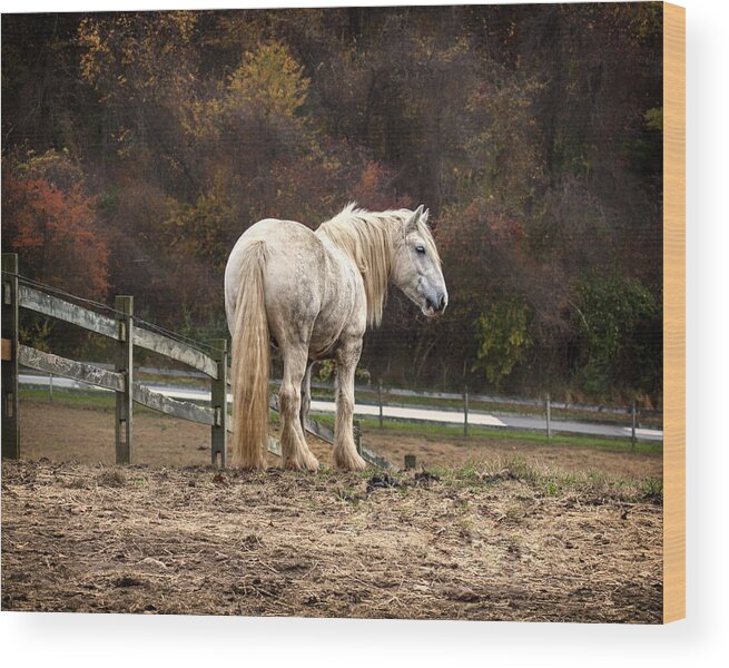 Horse Wood Print featuring the photograph Big man color by Rob Dietrich