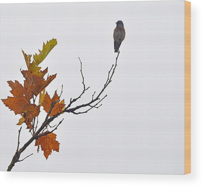 Wildlife Wood Print featuring the photograph Bird of Autumn by AJ Schibig