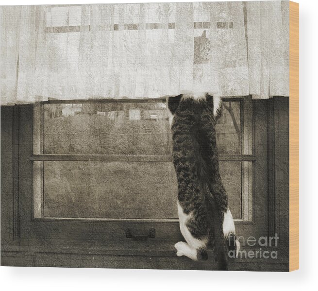 Cat Wood Print featuring the photograph Bird Watching Kitty Cat BW by Andee Design