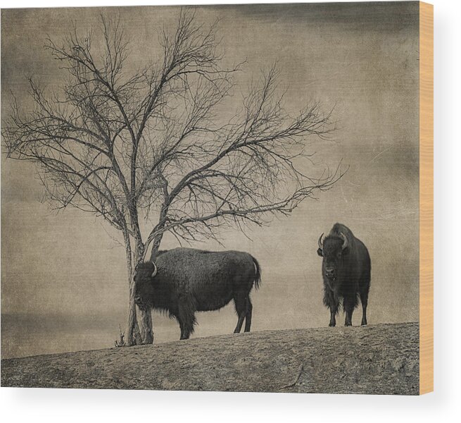Bison Wood Print featuring the photograph Bison Beauties by Priscilla Burgers