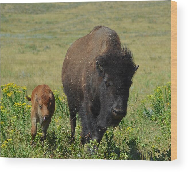 Dakota Wood Print featuring the photograph Bison Mother and Calf by Greni Graph