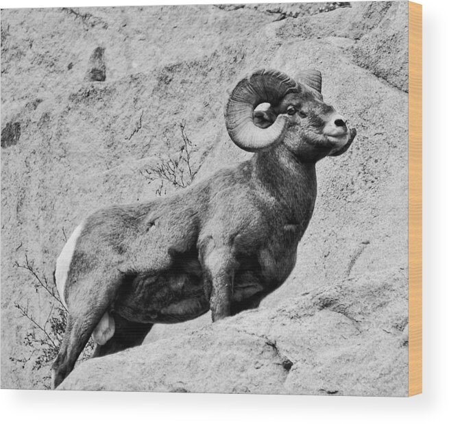 Rocky Mountain Bighorn Wood Print featuring the photograph Black and White Bighorn by Kevin Munro