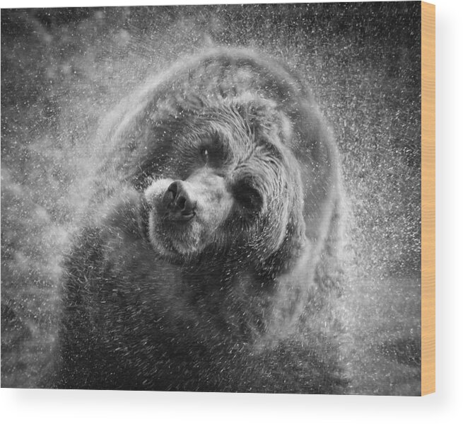 Animals Wood Print featuring the photograph Black and White Grizzly by Steve McKinzie