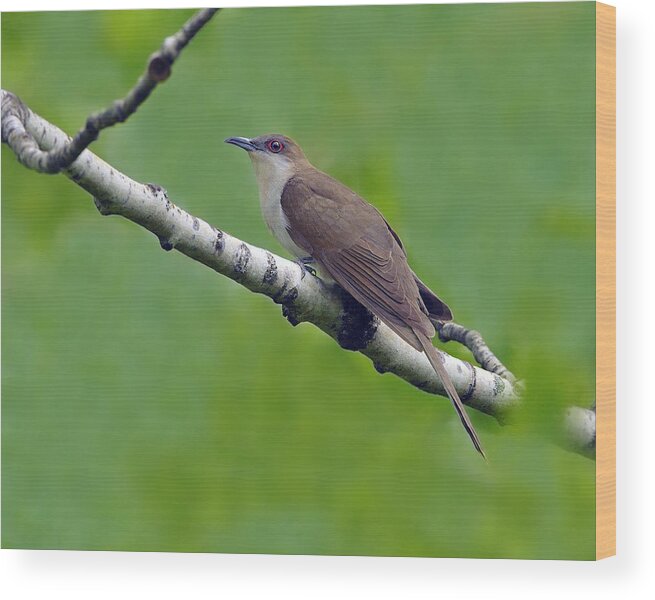Black-billed Cuckoo Wood Print featuring the photograph Black-billed Cuckoo by Tony Beck