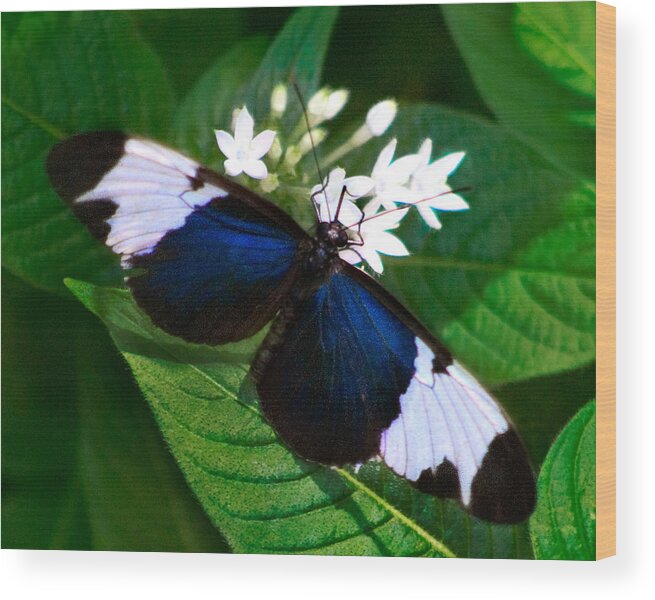 Karen Stephenson Photography Wood Print featuring the photograph Black Blue and White by Karen Stephenson