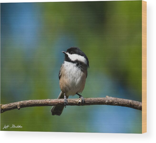 Animal Wood Print featuring the photograph Black Capped Chickadee Perched on a Branch by Jeff Goulden