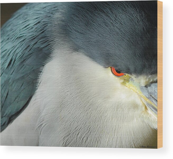 Black Wood Print featuring the photograph Black-crowned Night Heron Close-up by Avian Resources