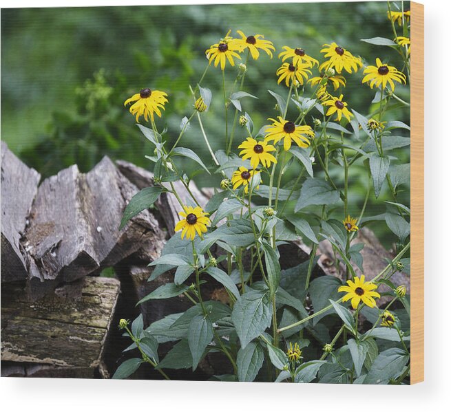 Landscape Wood Print featuring the photograph Black-eyed Susans by Scott Hoke