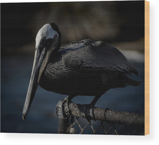 Black Pelican Wood Print featuring the photograph Black Pelican by Ernest Echols