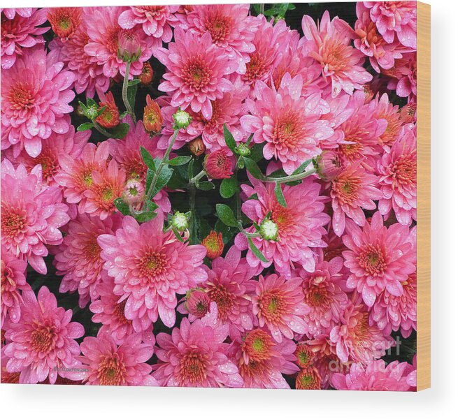 Flower Wood Print featuring the photograph Blaze of Color by Dee Flouton