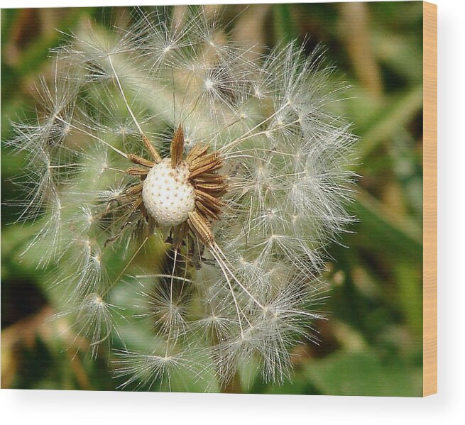Dandelion Wood Print featuring the photograph Blown Away by Cynthia Clark
