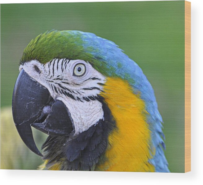 Birds Wood Print featuring the photograph Blue and Gold Macaw by AJ Schibig