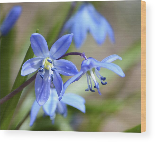 Siberian Squill Wood Print featuring the photograph Blue Beauties by Forest Floor Photography
