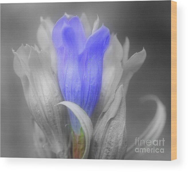 Flower Wood Print featuring the photograph Blue Gentian Flower In Partial Color by Smilin Eyes Treasures