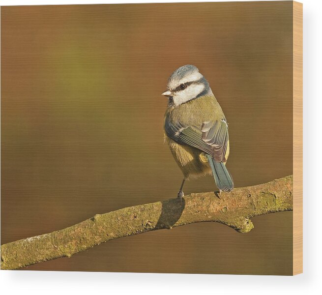Blue Tit Wood Print featuring the photograph Blue Tit by Paul Scoullar