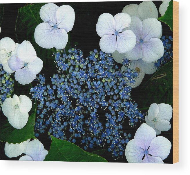 Digital Art Wood Print featuring the photograph Blue Wonder by Jean Wolfrum