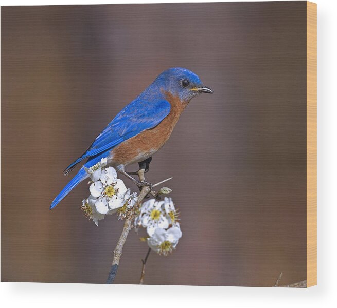 Bluebird Wood Print featuring the photograph Bluebird and Mayhaw by Jim E Johnson