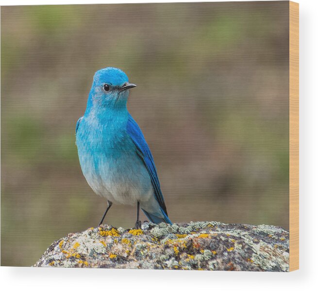 Bluebird Wood Print featuring the photograph Bluebird In Yellowstone Spring by Yeates Photography