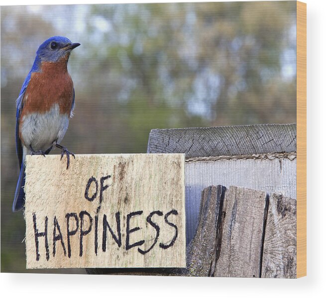 Bluebird Wood Print featuring the photograph Bluebird of Happiness by John Crothers
