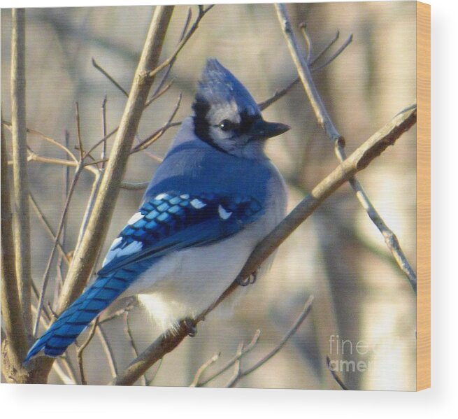 Bluejay Wood Print featuring the photograph Bluejay by Jean Wright
