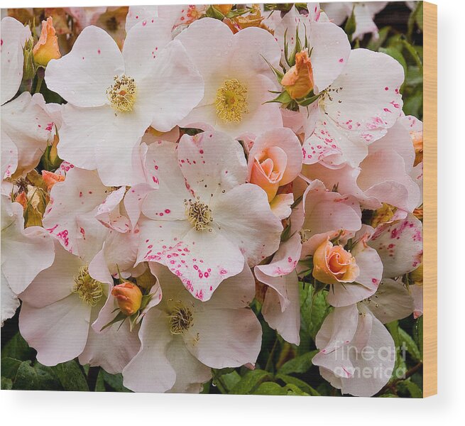 Roses Wood Print featuring the photograph Blush Bouquet by Chuck Flewelling