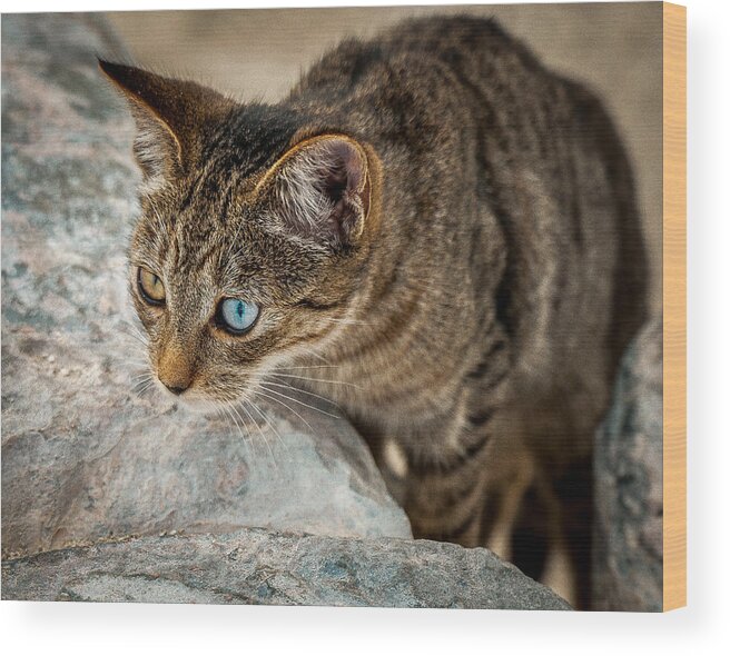 Cat Wood Print featuring the photograph Brown eye Blue by Scott Mullin