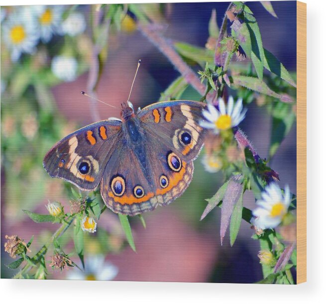 Butterfly Wood Print featuring the photograph Buckeye by Deena Stoddard