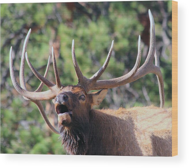 Elk Wood Print featuring the photograph Bugling Bull by Shane Bechler