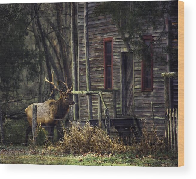 Bull Elk Wood Print featuring the photograph Bull Elk by the Old Boxley Mill by Michael Dougherty