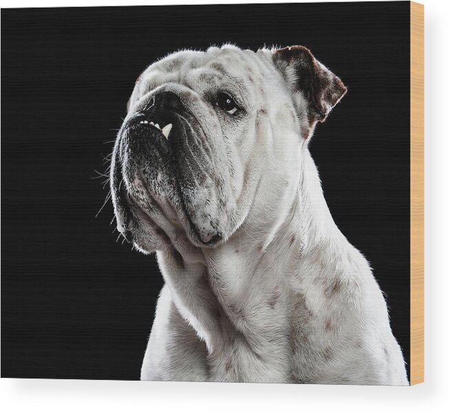 Pets Wood Print featuring the photograph Bulldog by Alvaro Pérez