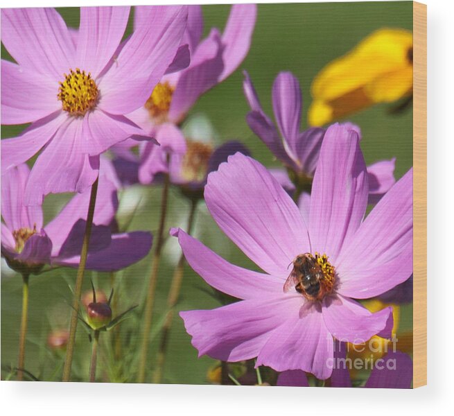 Cosmos Wood Print featuring the photograph Bumblebee on Cosmos by Chuck Flewelling