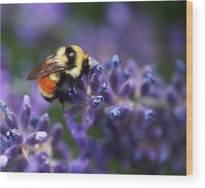 Bee Wood Print featuring the photograph Bumblebee on Lavender by Rona Black