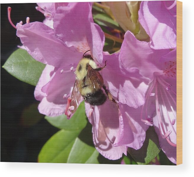 Bumblebee Wood Print featuring the photograph bumblebee on Rhododendron by Lucinda VanVleck