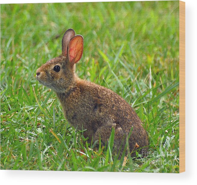 Bunny Wood Print featuring the photograph Bunny by Kerri Farley