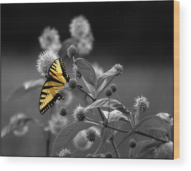 Yellow Wood Print featuring the photograph Butterfly Color my World by Jeffrey Platt