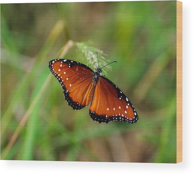 Butterfly Wood Print featuring the photograph Butterfly by John Johnson