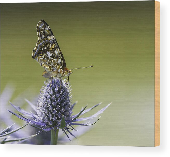 Butterfly On Purple Thistle Wood Print featuring the photograph Butterfly on Thistle by Peter V Quenter