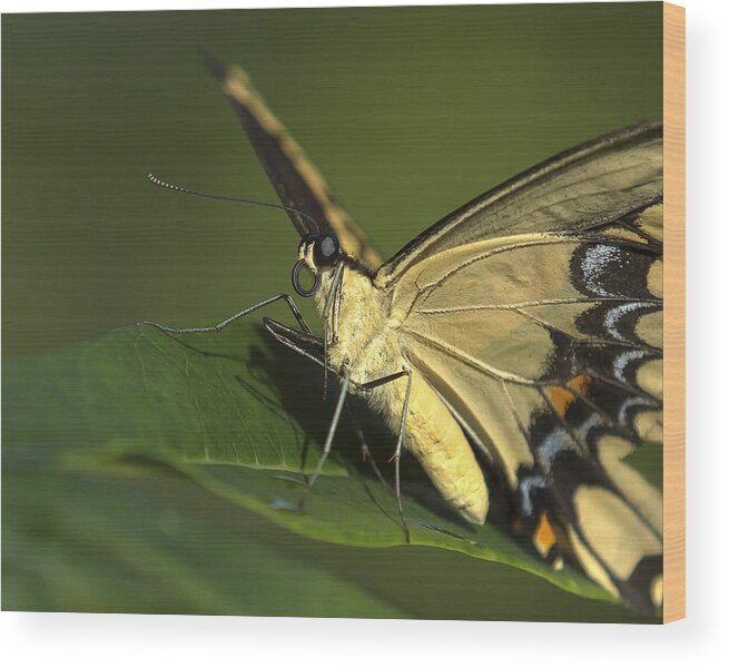 Butterfly Wood Print featuring the photograph Butterfly Portrait by Sean Allen
