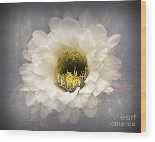 Background Wood Print featuring the photograph Cactus Bloom by Arne Hansen