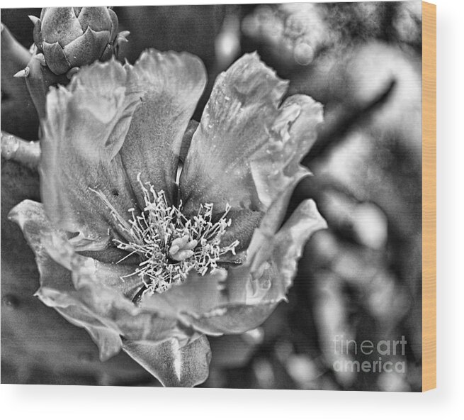 Pear Cactus Wood Print featuring the digital art Cactus - Pear Cactus Bloom1 - Luther Fine Art by Luther Fine Art