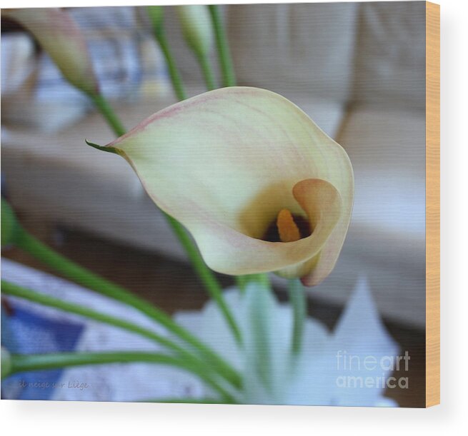 Flower Wood Print featuring the photograph Calla by Mariana Costa Weldon