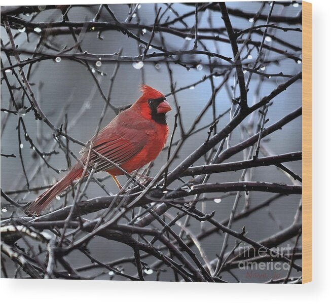 Nature Wood Print featuring the photograph Cardinal in the Rain  by Nava Thompson